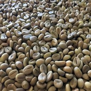 Robusta Cherry AA Unwashed Green Coffee Beans