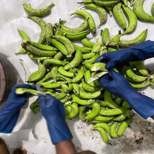 Organic Raw Green Banana with Peel Powder