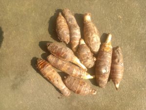 Starchy Taro, Color : Natural-creamy, Packaging Type : Gunny Bag