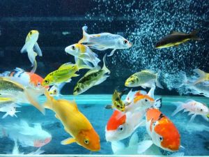 Ornamental Fish, Color : Multicolor
