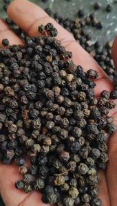 Raw Natural Bold Black Pepper Seeds 490 Gl & 559 Gl