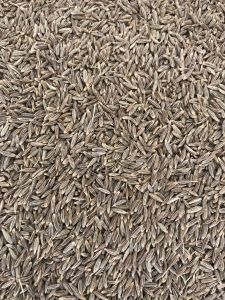 Brown Natural Cumin Seed Jeera, Packaging Size : 1kg, 50kg