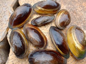 Aquarium Accessories