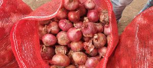Red Onion, Cultivation Type : Natural