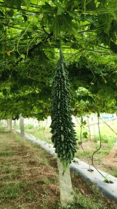 bitter gourd