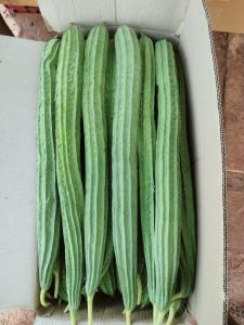 Ridge Gourd