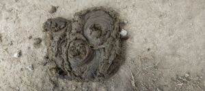 cow dung