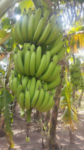Bananas, Packaging Size : 5Kg, Packaging Type : Carton, Box