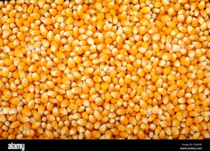 Natural Yellow Corn, Packaging Size : 25kg, 50Kg