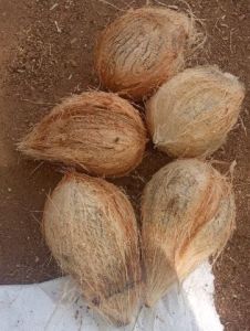 Fresh Coconut, Color : Brown Medium To Large for Consumption