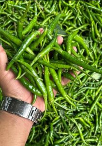Fresh Green Chilli
