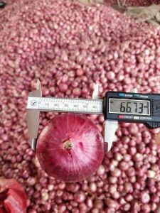 Fresh Red Onion, Packaging Type : Loose for Cooking, Salads, Garnish