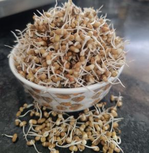 Dehydrated Moth Bean Sprouts, Packaging Type : Vacuum-sealed Bag