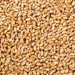 Golden Sihori Wheat for Cooking, Shelf Life : 6-12 Months