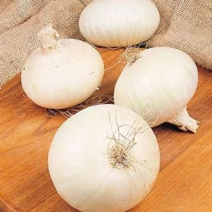Fresh White Onion, Packaging Size : 5-25kg Mesh Bag