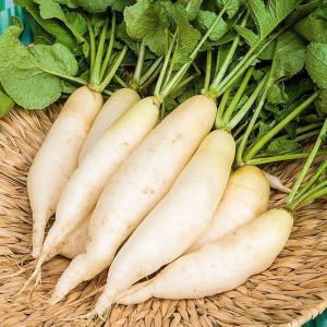 Fresh White Radish for Cooking, Salads & Pickles