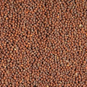 Organic Brown Mustard Seeds, Seed Type : Natural Food Grade
