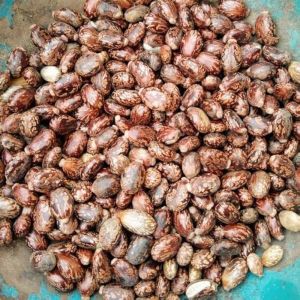 Brown Organic Castor Seeds, Seed Type : Natural