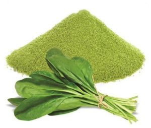 Dehydrated Spinach Leaves Powder