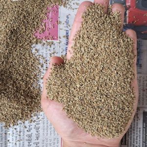 Whole Carom Seeds