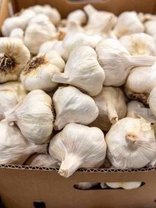 Fresh Shankar Garlic