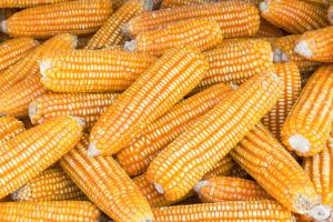 Organic Indian Yellow Dent Corn, Packaging Size : 25-50kg