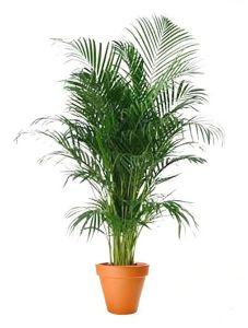 Well Watered Natural Areca Palm Plant for Decorative