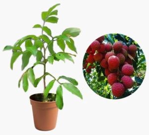 Litchi Fruit Plant