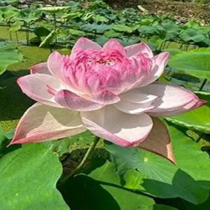 Lotus Flower Plant, Color : Pink White (Flower)