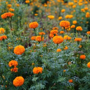 Marigold Flower Plant