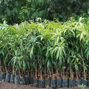 Natural Mango Plant, Color : Green, Packaging Type : Plastic Bag
