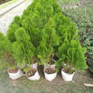 Thuja Jhau Plant