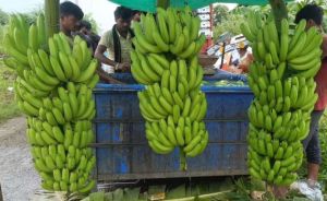 A Grade Fresh G9 Banana, Packaging Size : 13 To 13.5kg