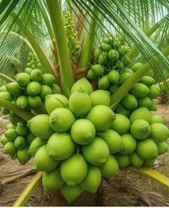 tender coconut tender coconut