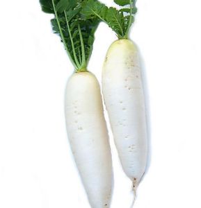 Fresh Daikon Radish