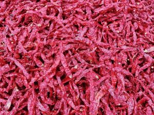 Byadgi Chilli