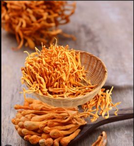 Cordyceps Militaris Cordyceps Militaris