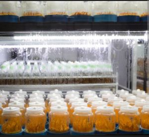 Cordyceps Militaris Mushroom, Color : Natural