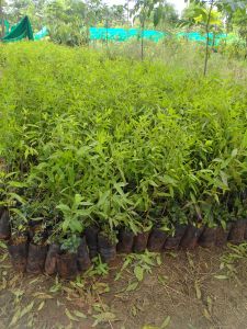 White Sandalwood Plant, Purpose : Gardening