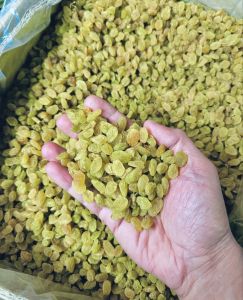 Premium Green Raisins