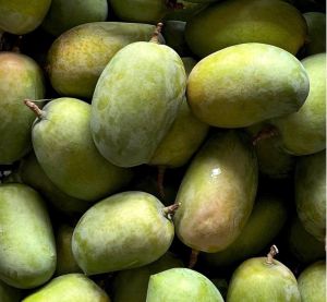 Premium Kesar Mangoes from Valsad Gujarat The Queen OF Mangoes