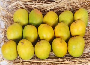 Premium Valsadi Alphonso Mangoes