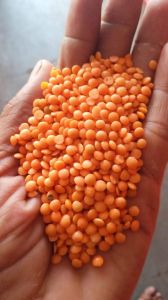 Red Organic Masoor Dal, Packaging Type : Plastic Bag