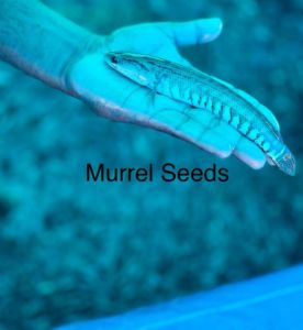 Murrel Fish Seed