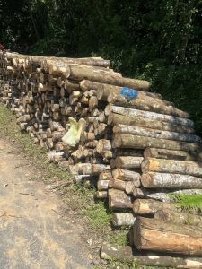 Acacia Wood Logs, Color : Natural, Packaging Type : Bulk for Firewood
