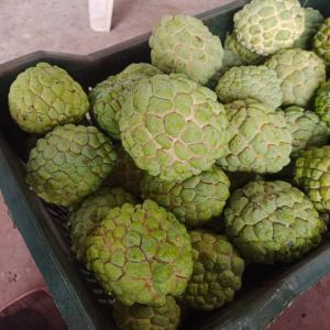 Green Organic Fresh Custard Apple for Human Consumption