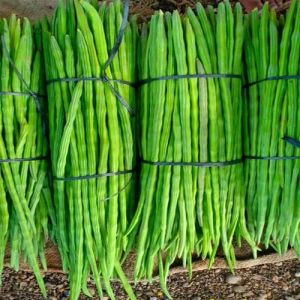 Green Fresh Long Drumsticks, Cultivation Type : Organic for Cooking