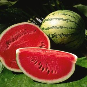 Green Organic Fresh Watermelon for Human Consumption