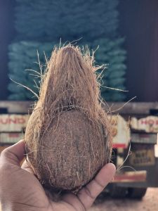 Natural coconut, Color : Brown Medium, Weight : Average