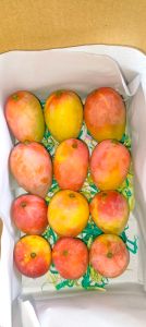 Mangoes